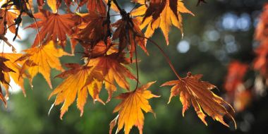 Oranje herfstbladeren van een Japanse esdoorn weerspiegelen de zon, in Arboretum Kalmthout.