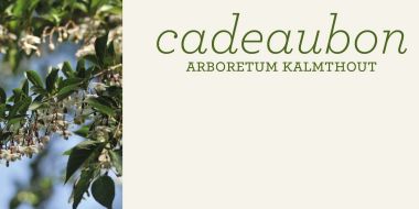 Drukwerk voor de cadeaubon van Arboretum Kalmthout, links een foto van bloeiende takken van de Styrax japonica, met klokjesvormige bloemen.