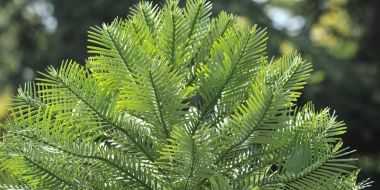 Palm-achtige olijfgroene takken van de Wollemia nobilis, aparte brede naalden die een beetje afhangen, pre-historische plant in Arboretum Kalmthout.