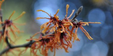 Witch hazel festival