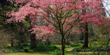 Flowering calendar