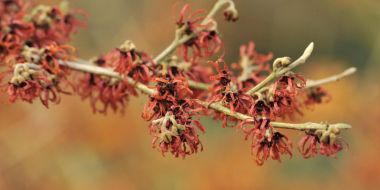 Hamamelis